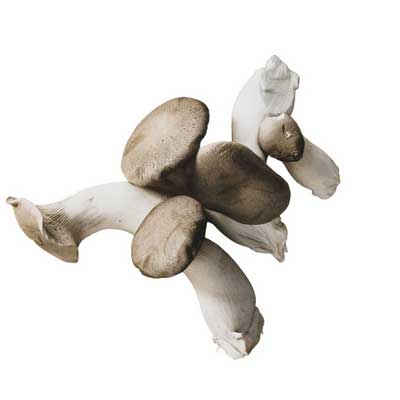 cogumelos Eryngu