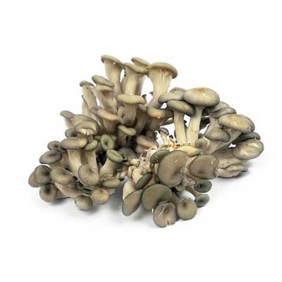 cogumelos Shimeji Branco