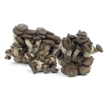 cogumelos Shimeji Negro