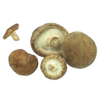 cogumelos Shitake